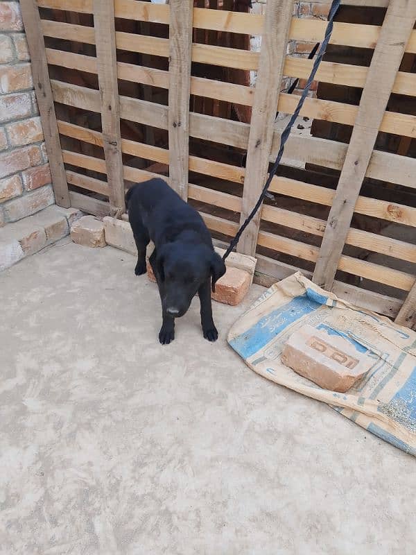 Labrador puppy for sale age four months 1