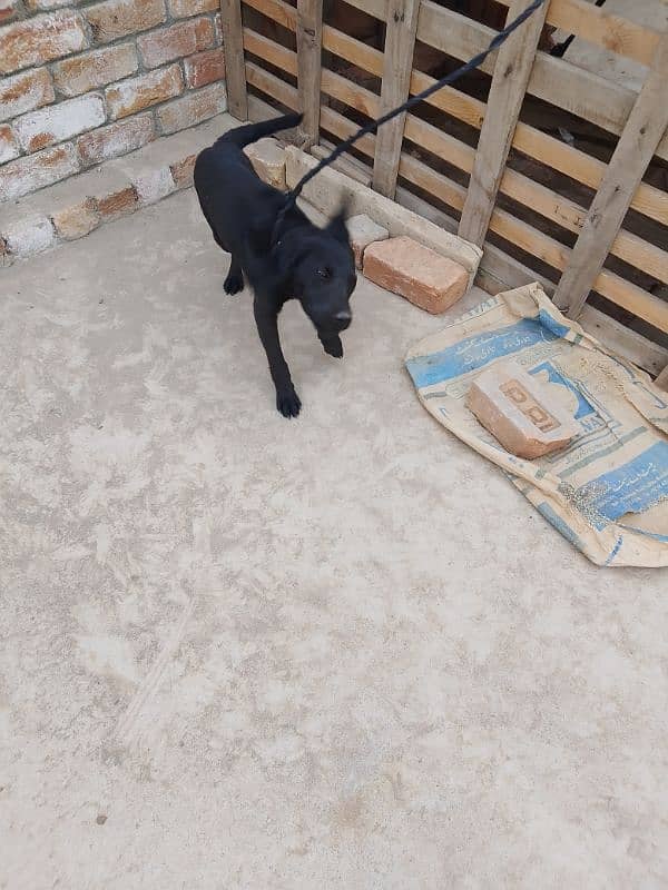 Labrador puppy for sale age four months 2