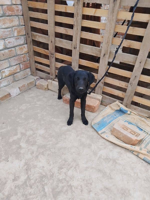 Labrador puppy for sale age four months 3