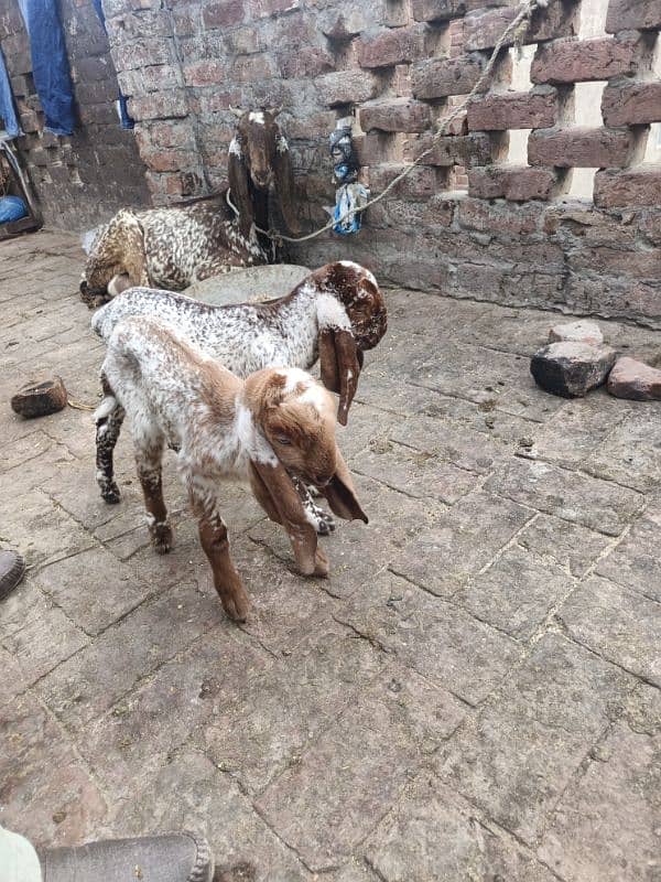 bakri with 2 kid's 0