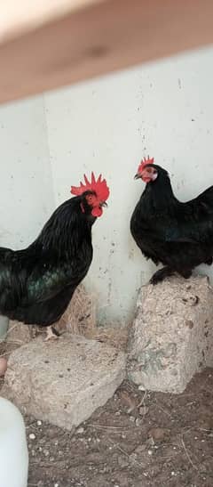 BANTAM