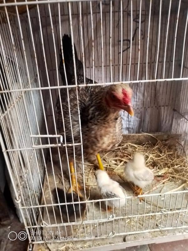 female hen with 3 chicks 0