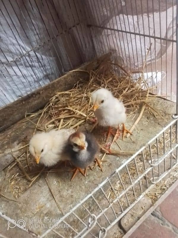 female hen with 3 chicks 1