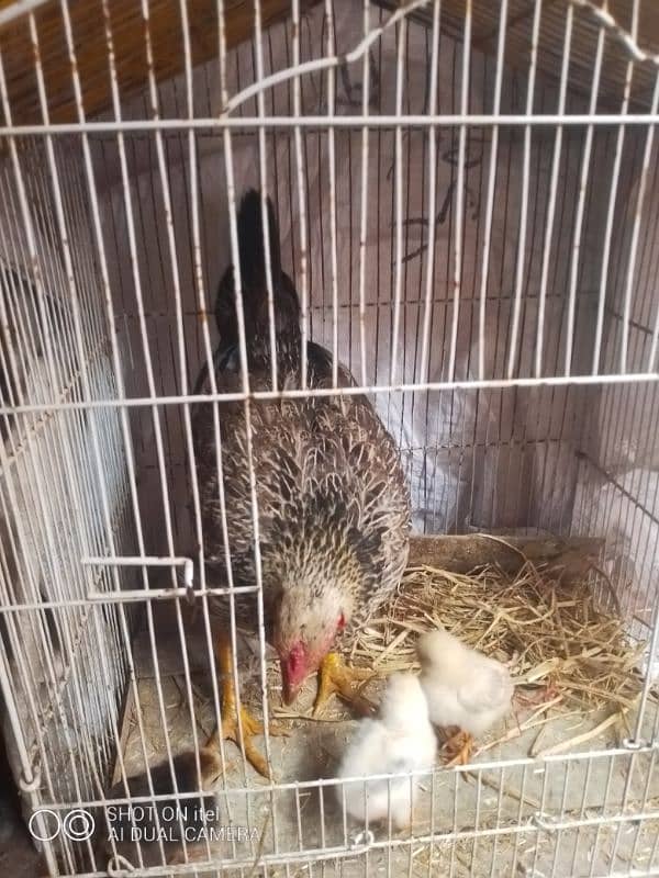 female hen with 3 chicks 2