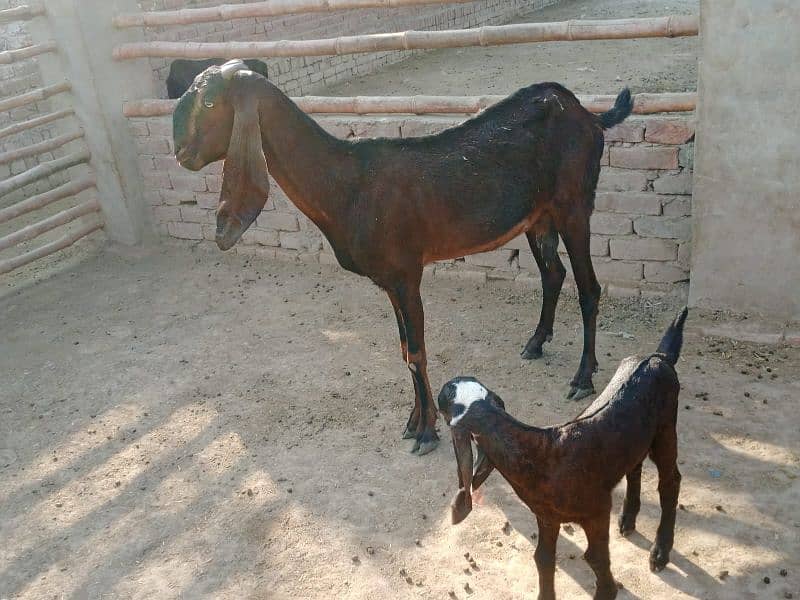 beetal goats with kids 0