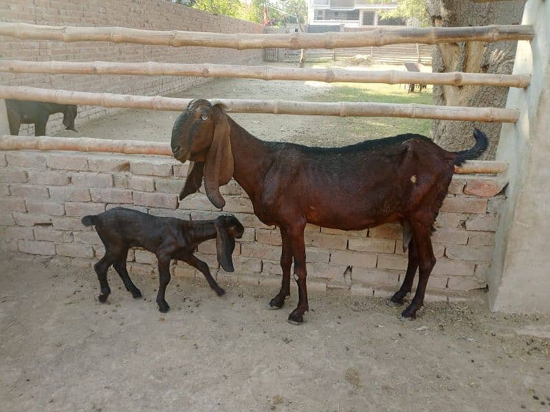 beetal goats with kids 1