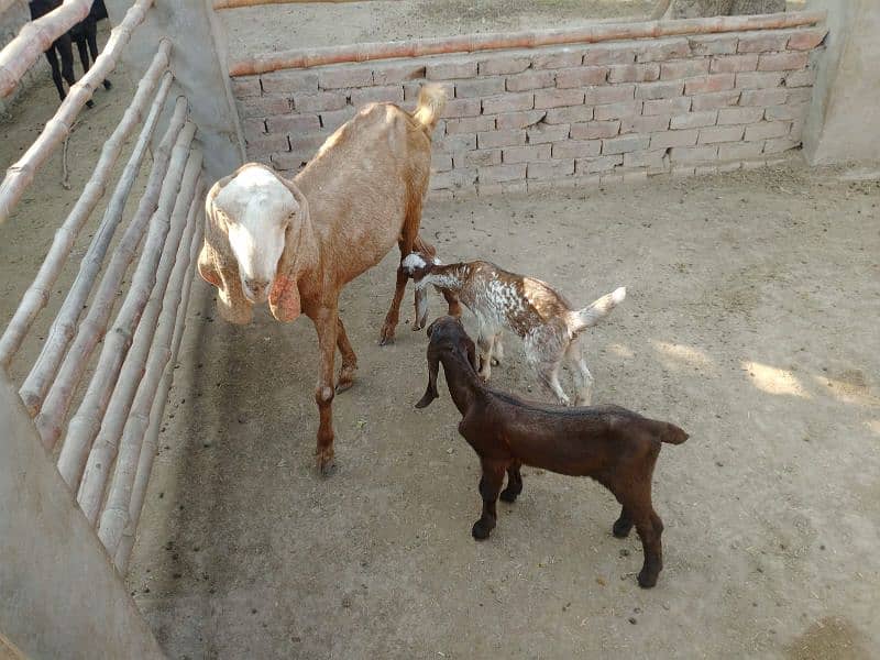 beetal goats with kids 2