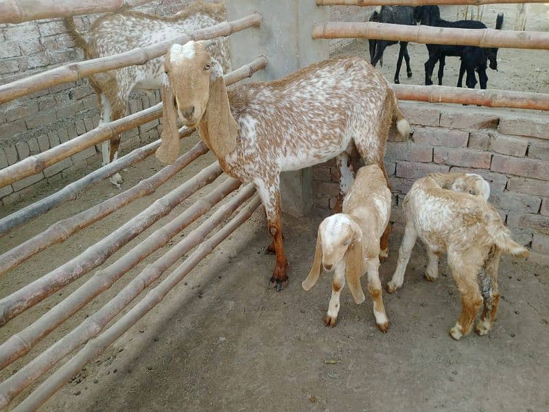 beetal goats with kids 4