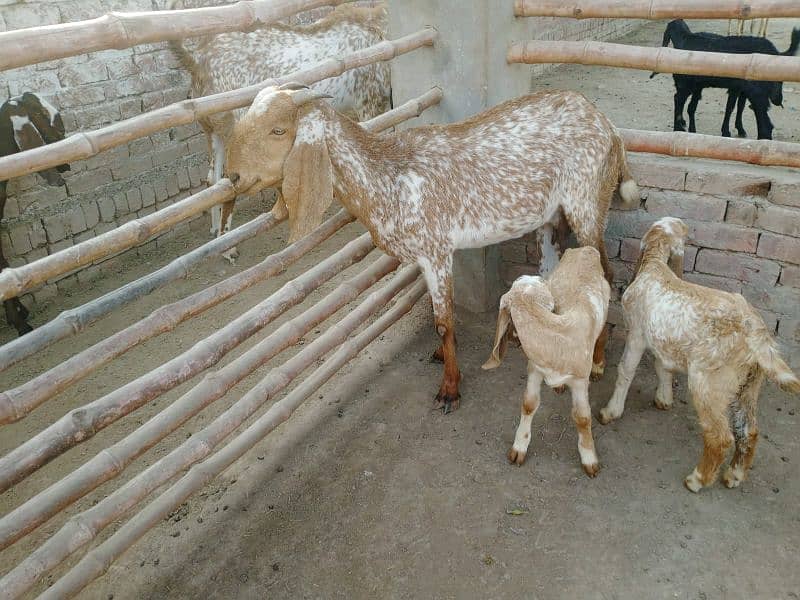 beetal goats with kids 5