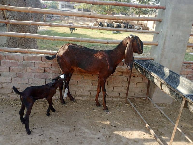 beetal goats with kids 8