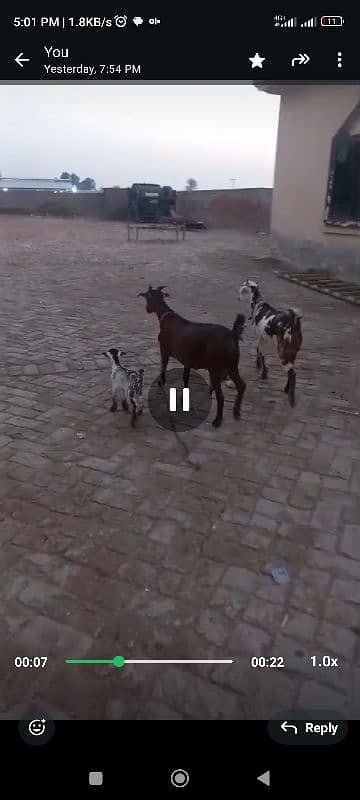 3 goats urgent sale 3