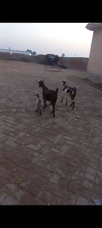 3 goats urgent sale 5