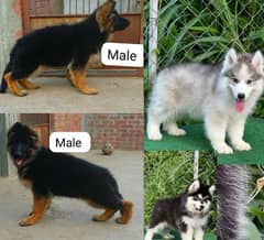 Siberian husky & German shepherd puppy