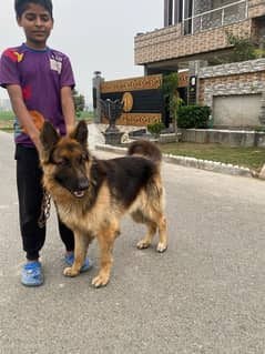 German shepherd long coat Available