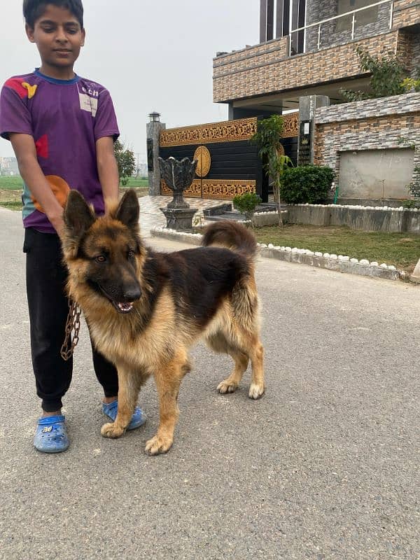 German shepherd long coat Available 0