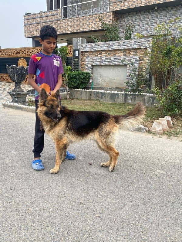 German shepherd long coat Available 1