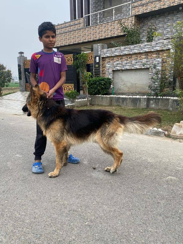 German shepherd long coat Available 2