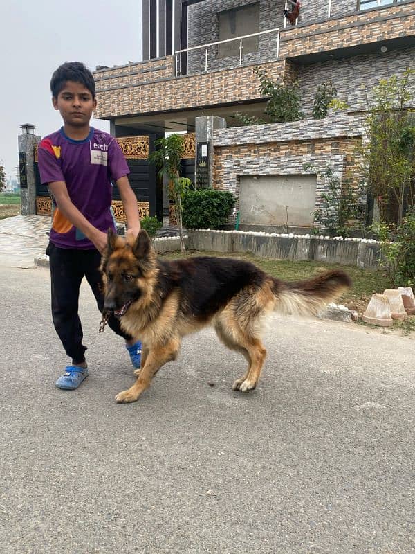 German shepherd long coat Available 3