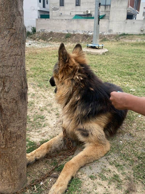 German shepherd long coat Available 6