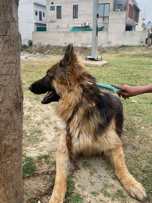 German shepherd long coat Available 7