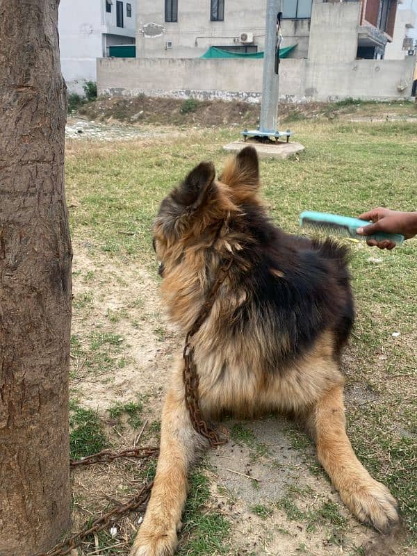 German shepherd long coat Available 8