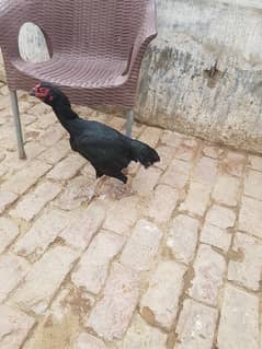 Aseel  Hens For Sale in Attock