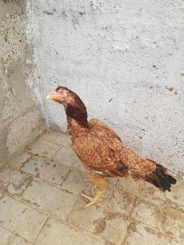 Aseel  Hens For Sale in Attock 1