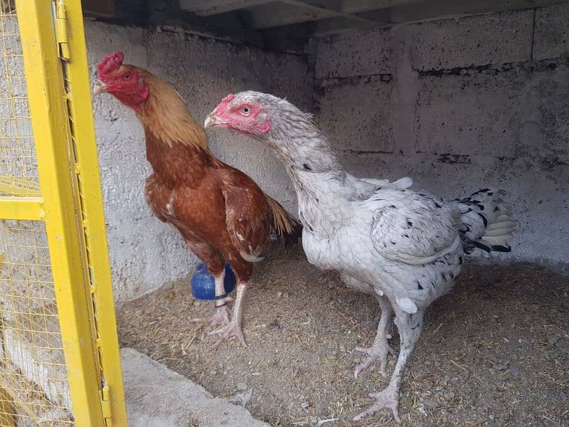 Aseel  Hens For Sale in Attock 2