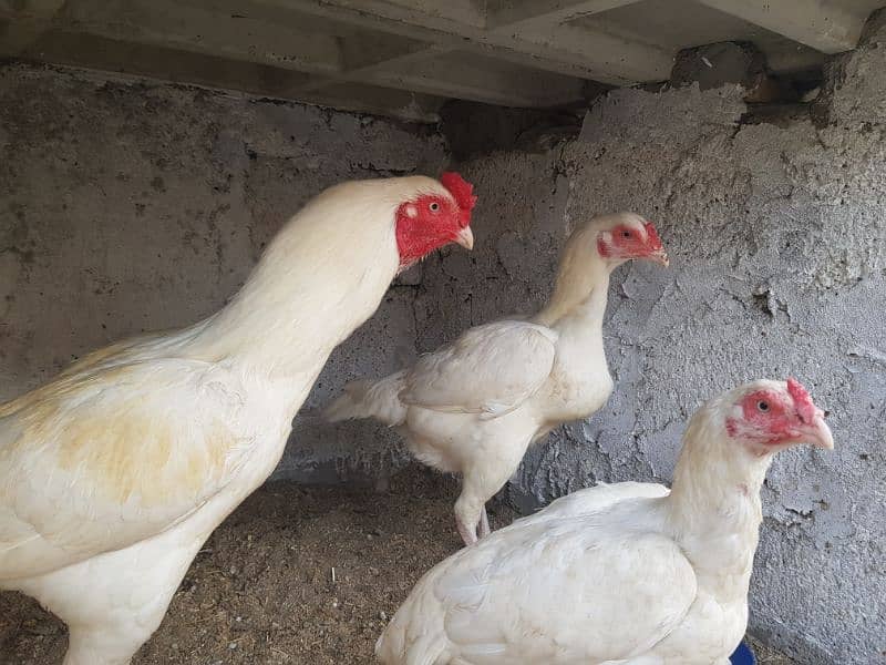 Aseel  Hens For Sale in Attock 3