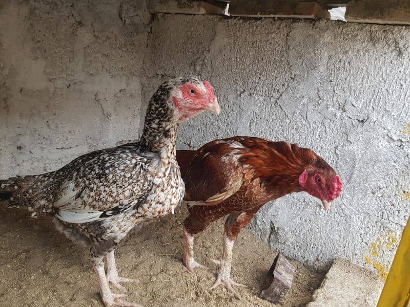 Aseel  Hens For Sale in Attock 4