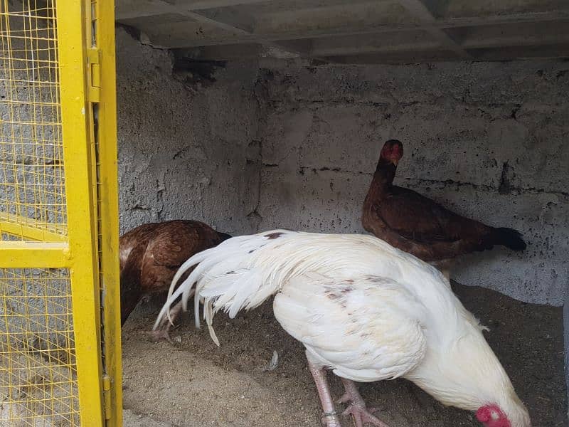 Aseel  Hens For Sale in Attock 5