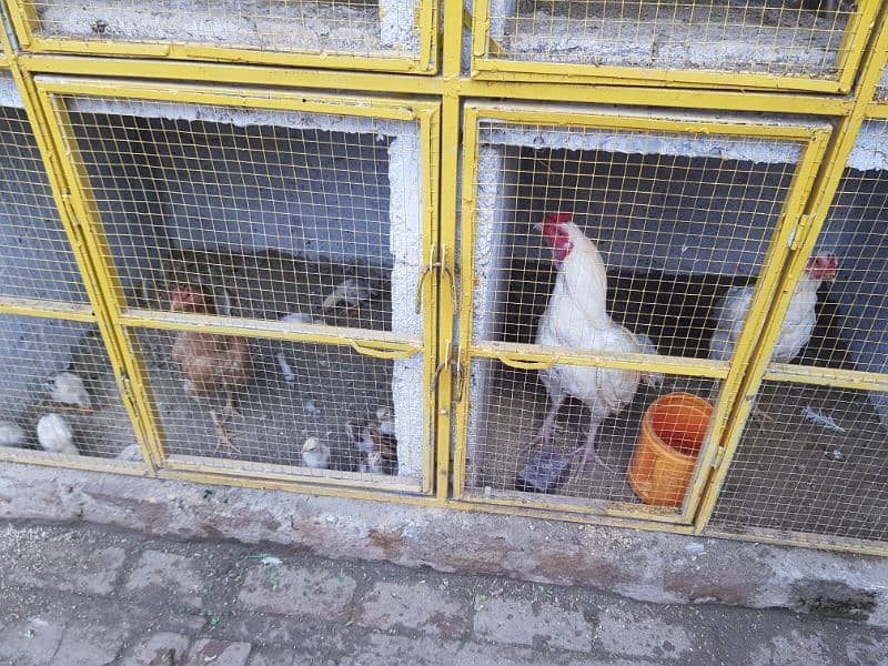 Aseel  Hens For Sale in Attock 6