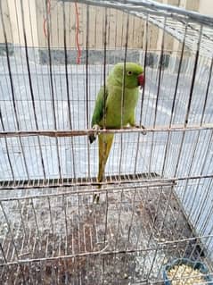 selling parrot