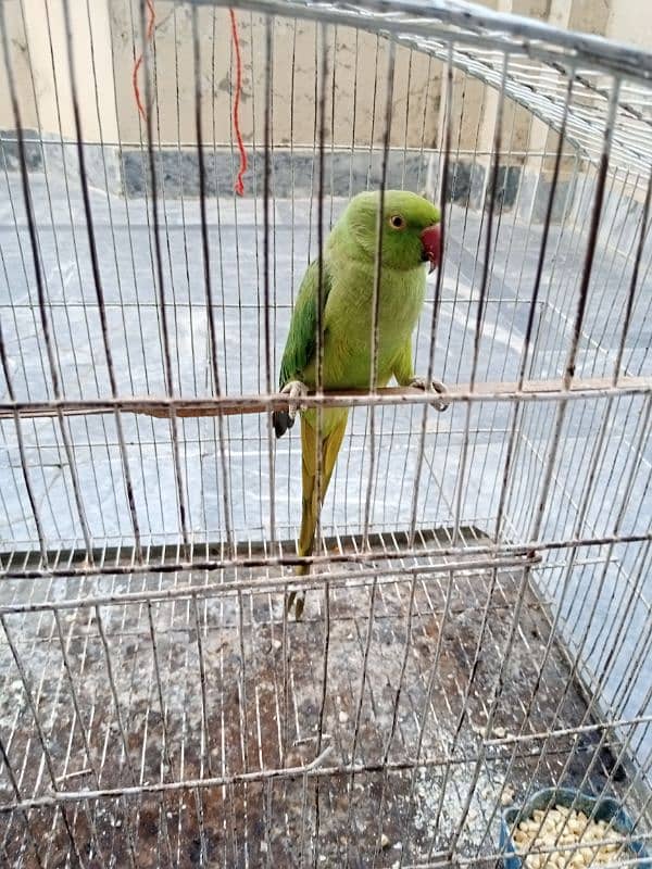 selling parrot 0