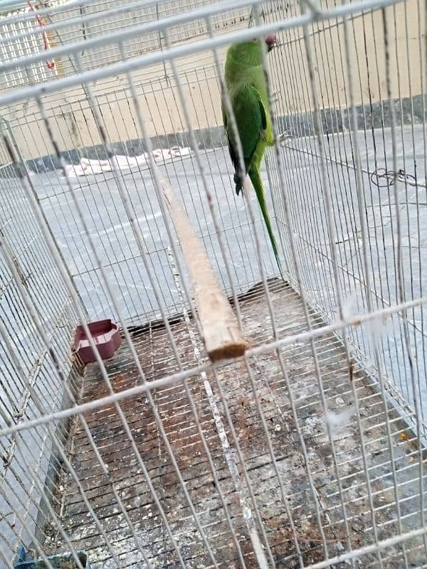 selling parrot 1