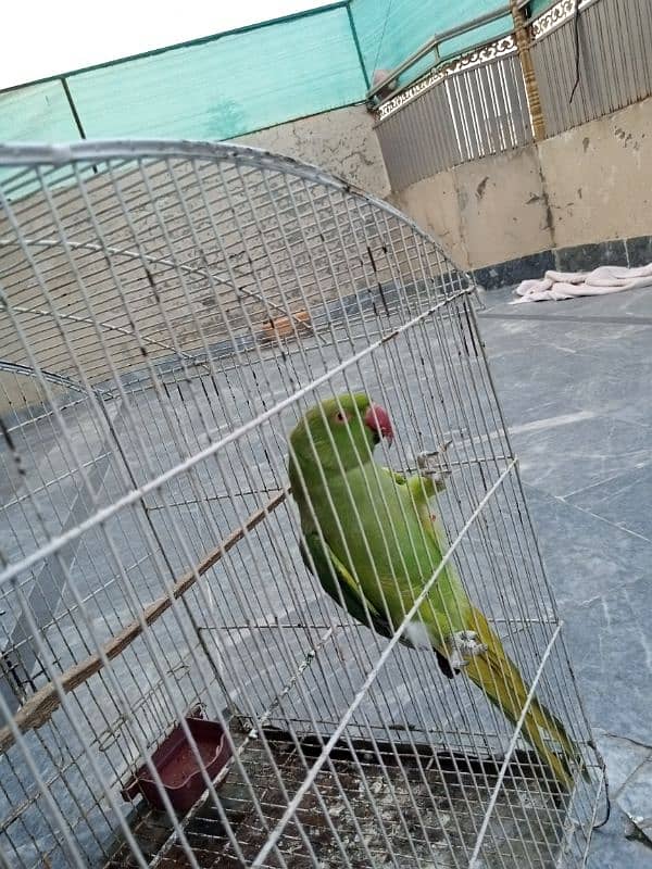 selling parrot 2