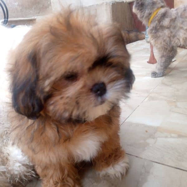 shihtzu puppy 0