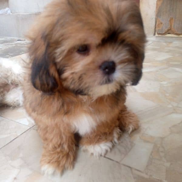 shihtzu puppy 2