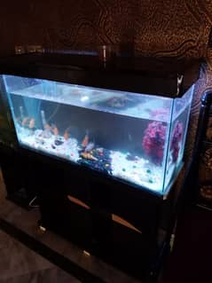 Fish Aquarium 3ft Size