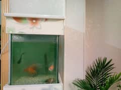 Fully Equipped Aquarium with 3 Goldfish  and 2 shark  for sale