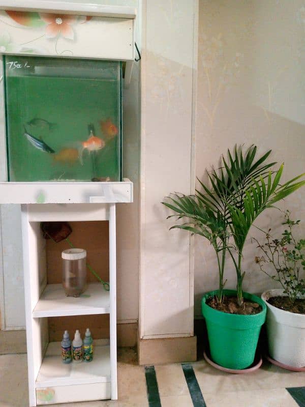 Fully Equipped Aquarium with 3 Goldfish  and 2 shark  for sale 1