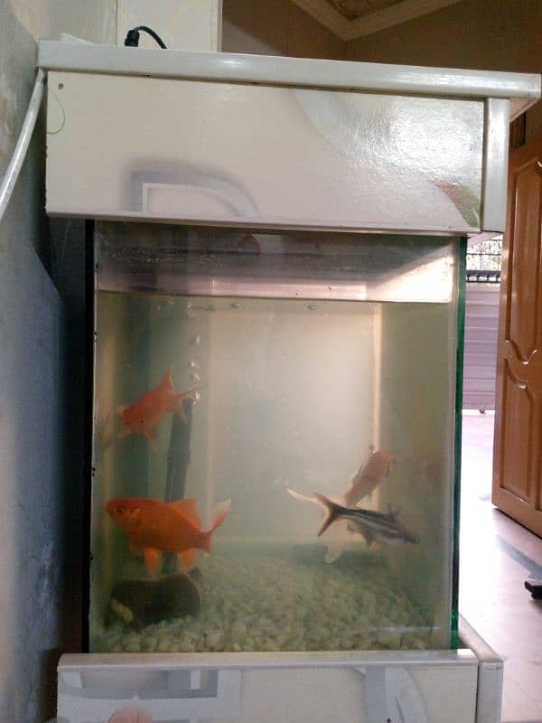 Fully Equipped Aquarium with 3 Goldfish  and 2 shark  for sale 2