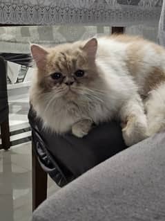 Persian cat piki face