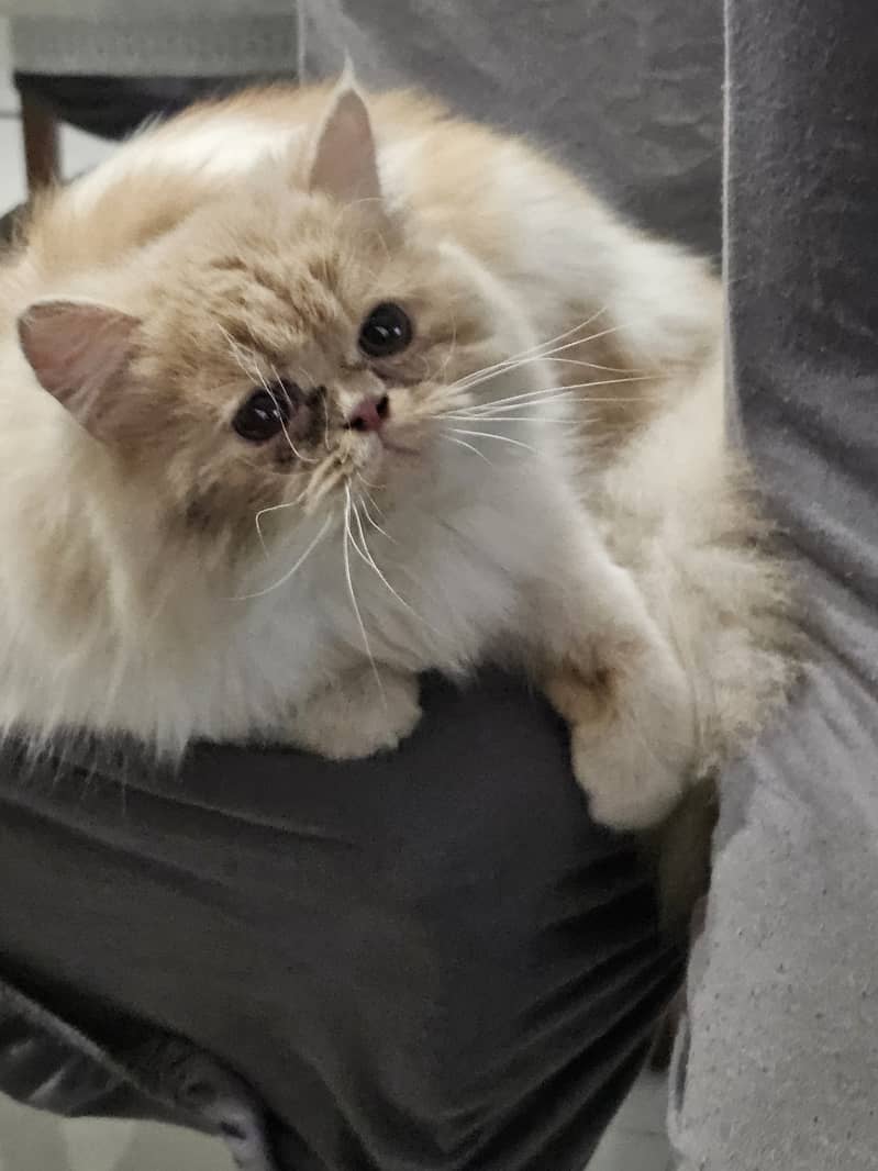 Persian cat piki face 1