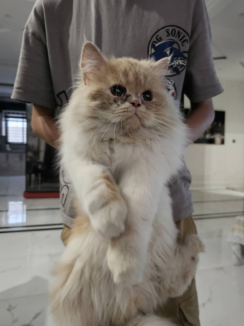 Persian cat piki face 2