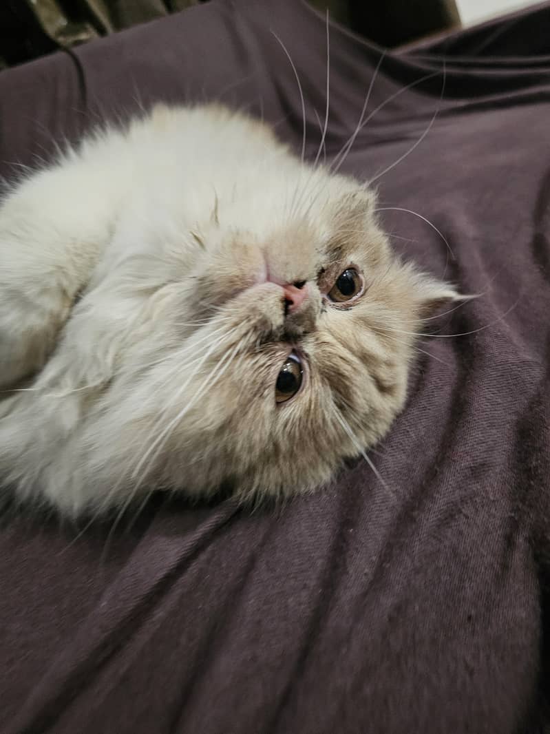 Persian cat piki face 3