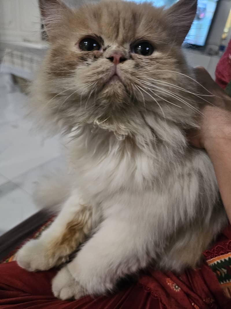 Persian cat piki face 4