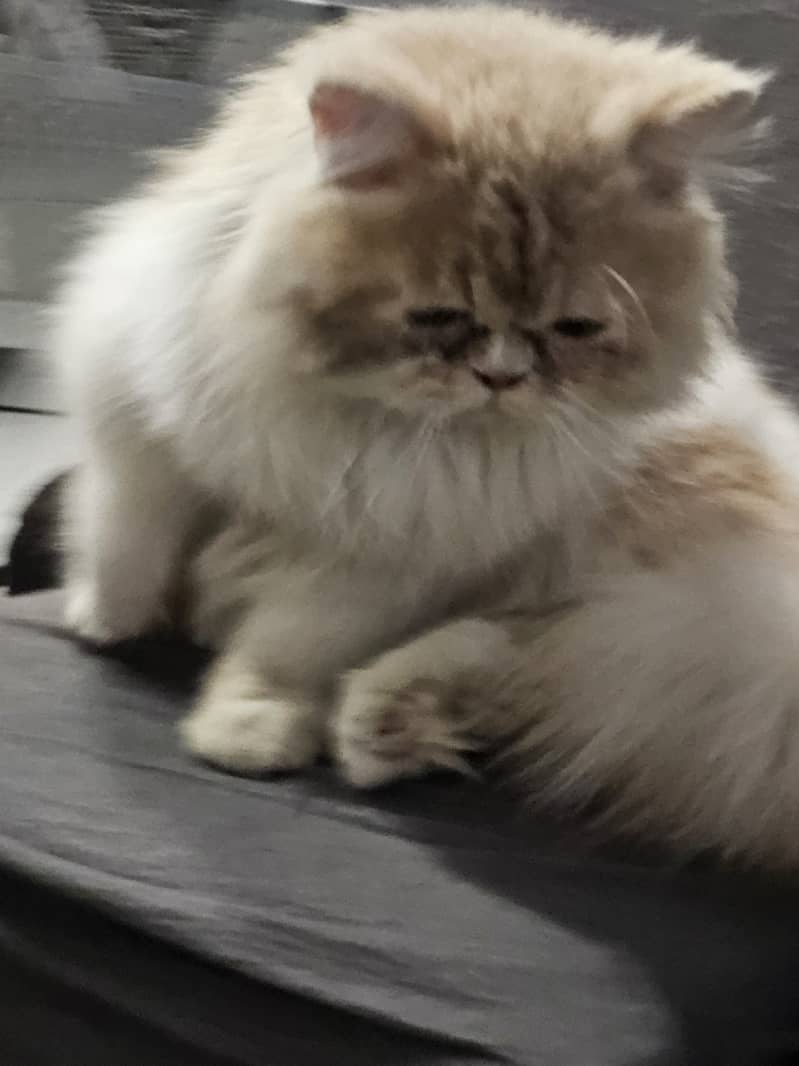 Persian cat piki face 5