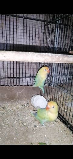 Parblue pestleino breeder pair with chicks