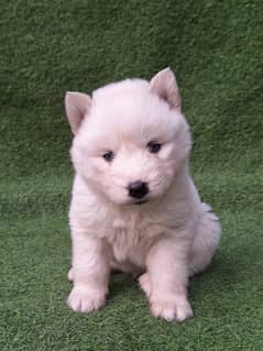 Extremely quality white Siberian husky long coat